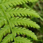 Athyrium filix-femina Feuille