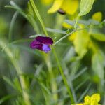 Vicia peregrina Flor