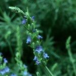 Lavandula spp. Hábito