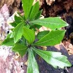Pittosporum xanthanthum Leaf