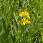 Jacobaea paludosa Habit