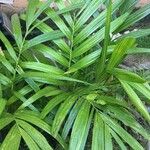 Areca triandra Folio