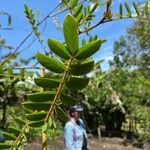 Tephrosia vogelii Folha