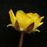 Potentilla argyrophylla Natur