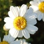Anthemis maritima Květ