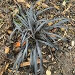 Ophiopogon planiscapus 葉