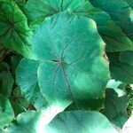 Begonia handelii Folha