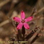 Pistorinia hispanica Flower