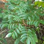 Rhus copallinum Fuelha