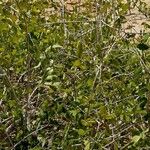 Salvadora persica Habitatea