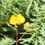 Utricularia australis Květ