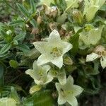 Campanula thyrsoides Blüte