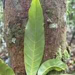 Coelocaryon preussii Leaf