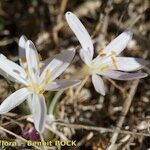 Colchicum pusillum Habitus