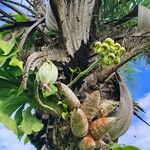 Catasetum macrocarpum Flower
