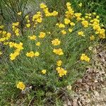 Helichrysum rupestre Flor