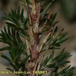 Polycnemum majus Mosusu