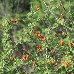 Rhus microphylla Агульны выгляд