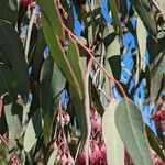 Eucalyptus leucoxylon Blad