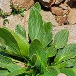 Doronicum clusii Leaf