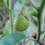 Annona senegalensis Fruitua