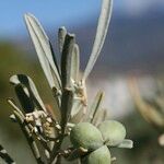 Cneorum pulverulentum Diğer