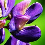 Lupinus polyphyllus Fleur