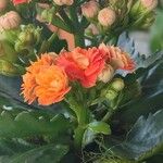 Kalanchoe blossfeldiana Облик