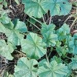 Malva pusilla Leaf