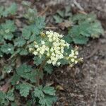 Lomatium martindalei ᱵᱟᱦᱟ