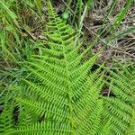 Athyrium filix-femina Feuille