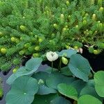 Nelumbo nuciferaKvet