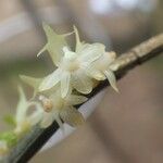 Tridactyle lagosensis Flower