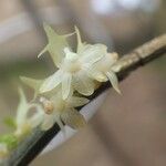 Tridactyle lagosensis Flor