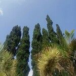 Pinus canariensisLeaf