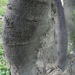 Euonymus myrianthus Bark