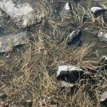 Diplachne fusca Libunga