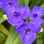 Tradescantia virginiana Flor