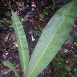 Manilkara bidentata Leaf