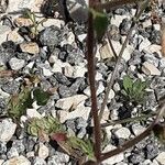 Trifolium cherleri Schors