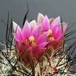 Sclerocactus spinosior Flower