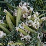 Astragalus depressus Costuma