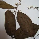 Forsteronia gracilis Altro