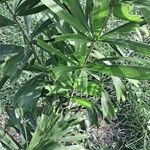 Caryota mitis Leaf