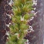 Cenchrus echinatus 花