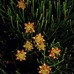 Gymnostoma deplancheanum Flor