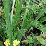 Limonium sinuatum Leaf