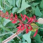 Erythrina herbacea Flor