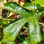 Passiflora edulis Leaf