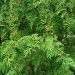 Chamaecyparis obtusa Hábito